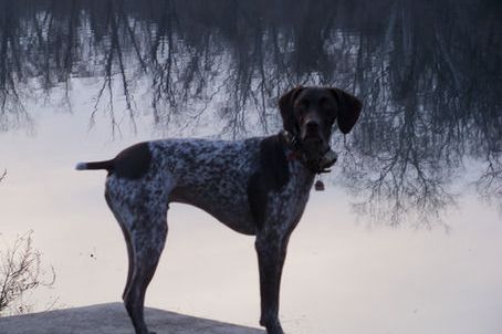 Dogs telling their Best Friend (You) they are SICK.