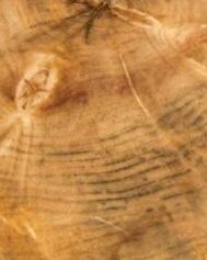 Trading Post Depot — live edge wood